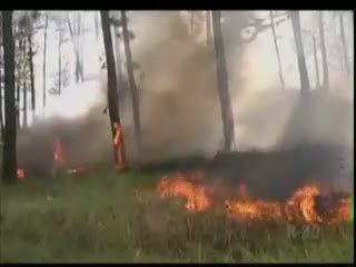 Hutan Kawasan Probolinggo Terbakar