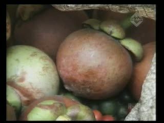 Kemarau, Kebun Manggis Berbuah Lebat