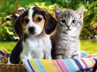 Fashion Anjing dan Kucing
