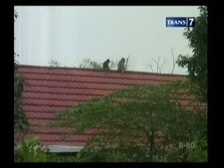 Kebakaran Hutan, Puluhan Kera Masuk Perkampungan