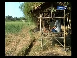Usir Kera Warga Menginap di Sawah