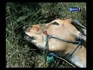 Belasan Sapi Kurban Diracun