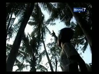 Pengaman Tersangkut, Pemetik Kelapa Tewas