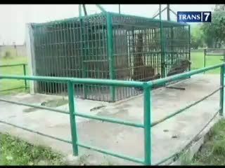 Bayi Orang Utan Lahir di Kebun Binatang 