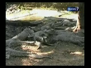 Tak Berizin, 72 Ekor Buaya Diamankan