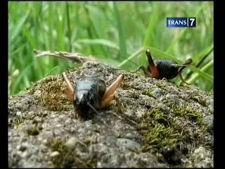 Budidaya Jangkrik, Omset Jutaan Rupiah