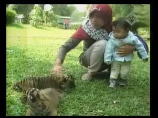 Bayi Harimau Tumbuh Sehat