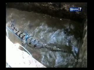 Cari Ikan, Tangkap Buaya Sepanjang 2 Meter