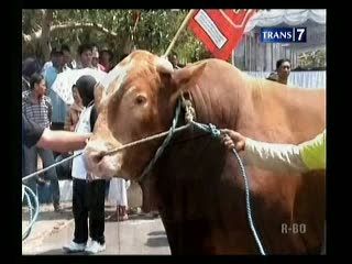 Sapi Rp. 60 Juta, Menangkan Kontes Ternak