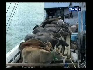 Bisnis Menggiurkan, Jual Beli Hewan Kurban