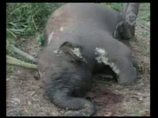Gajah Mati, Gading Hilang