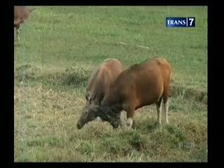 Sapi Kurban Saling Beradu, Peternak Kewalahan