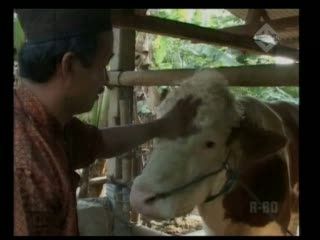 Penggemukkan Sapi dengan Nutrisi Cair