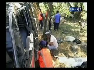 Mobil Pengangkut Hewan Qurban Terbalik di Tol