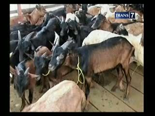 15 Persen Sapi Belum Layak Qurban