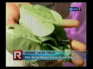 Obat Herbal Dipakai Pakan Ternak Bebek