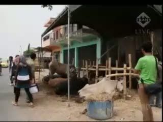 Petugas Sidak Penjual Hewan Musiman