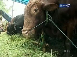 Sereal Penggemuk, Buat Badan Sapi Tambah Montok
