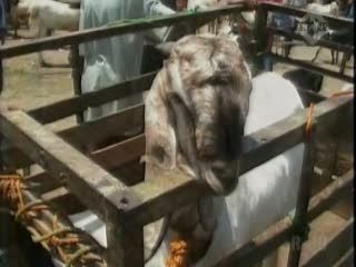 Rezeki Lebih untuk Sang Ojek Kambing