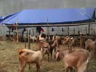 Tips Memilih Kambing Kurban