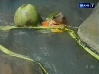 Mayat Bayi Perempuan Tersangkut di Sungai