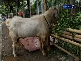 Lapak Kurban, Menguntungkan Sekaligus Mengganggu