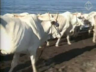Sapi Hutan Diburu Pembeli