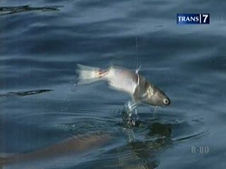  Seru, Atraksi Mancing Hiu Isi Liburan