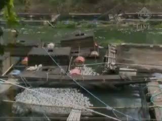 Jutaan Ikan Nila Petani Mati 
