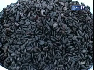 Cegah Anemia dengan Beras Hitam
