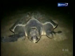 Penyu Diambang Kepunahan