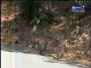 Kemarau Panjang Ganggu Habitat Kera