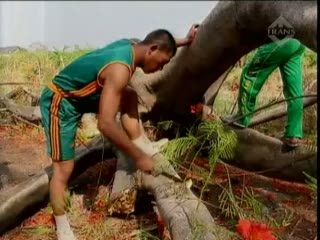 Pohon Tumbang, Satu Orang Tewas