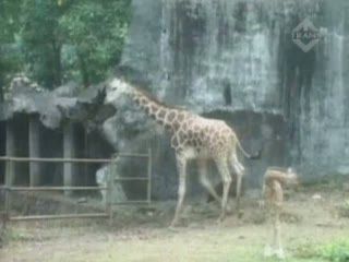 Seekor Jerapah Afrika Lahir di Taman Safari Prigen