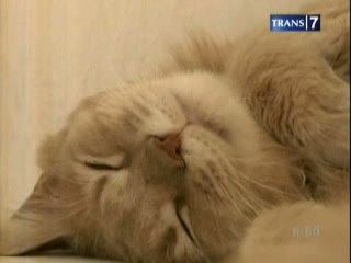 Kafe Kucing, Trend Baru Nikmati Kopi