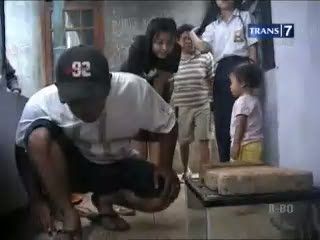 Heboh Penemuan 19 Ekor Anak Ular Sanca 