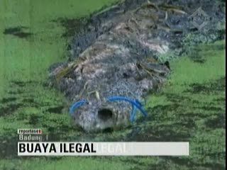 Evakuasi Buaya Ilegal Taman Badung