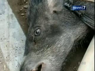 Babi Ngepet, Bentuk Pesugihan?