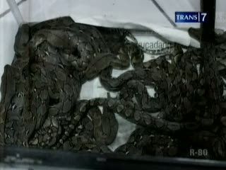 Warga Kembali Tangkap Anak Ular Sanca
