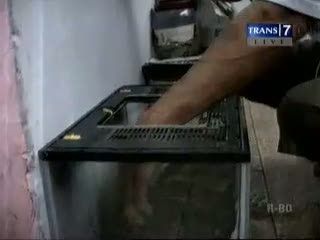 Dua Anak Ular Kembali Ditemukan