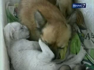 Anak Singa Putih Disusui Anjing