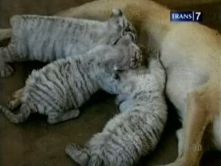 Ajaib, Anjing Menyusui 3 Ekor Bayi Harimau