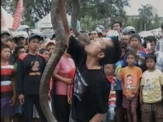 Atraksi Memasukkan Dan Mencium Ular