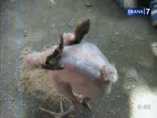 Uniknya Ayam Shaolin