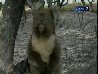 Koala Selamat dari Kebakaran Hutan