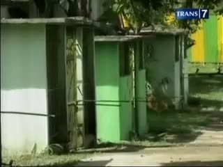 3 Harimau Sumatera Lahir