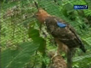 Elang Jawa Dilepasliarkan