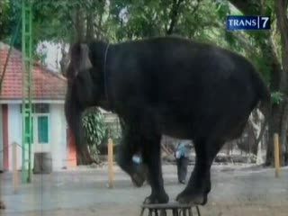 Atraksi Gajah Joget, Hibur Pengunjung KBS