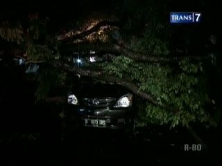 Pohon Tumbang Hantam 2 Mobil