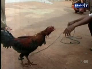 Disembelih 2 Kali, Seekor Ayam Jantan Tetap Hidup